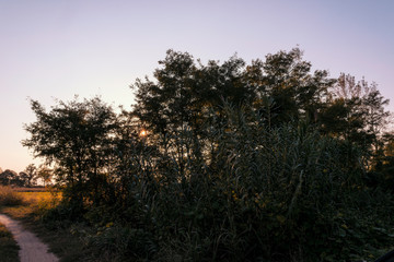 Country dirt road in Lomellina at sunset