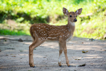 deer in chitwan national park in Nepal
