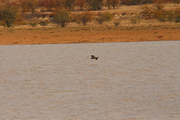 Obraz na płótnie Canvas Egyptian goose in South Africa