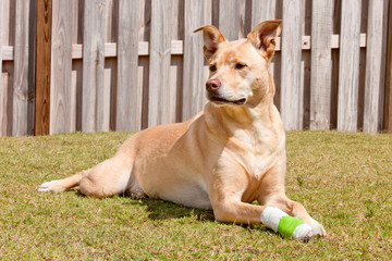 Dog recovering with injured paw