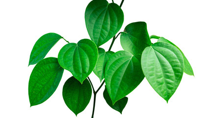 Fototapeta na wymiar Green leaves isolated on white background. File contains with clipping path.