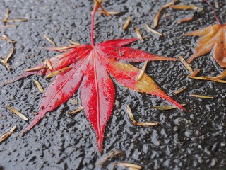 道に落ちた紅葉　雨の日　秋　イメージ