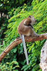 Singe sur une branche