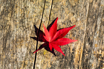 紅葉した葉
