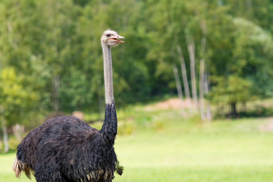 Cute ostrich bred in ostrich ranch / hokkaido Japan