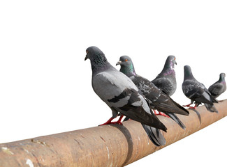 Pigeon bird standing on rusted iron isolate a white background, File contains with clipping path.