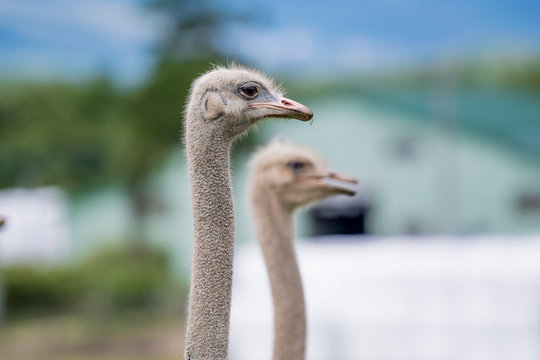 Cute ostrich bred in ostrich ranch / hokkaido Japan