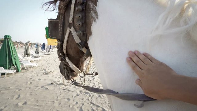 Horse caressing. Friendship between man and horse on beach. POV of person hand touching, hand stroking a  horse
