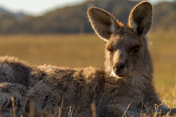 Kangaroo, Kosciuszko National Park