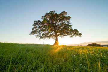 Isolated Tree, Kiama