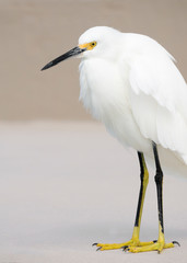Beautiful photo of a Snowy Egret (Egretta thula) standing on a sea wall looking into the water below for fish.