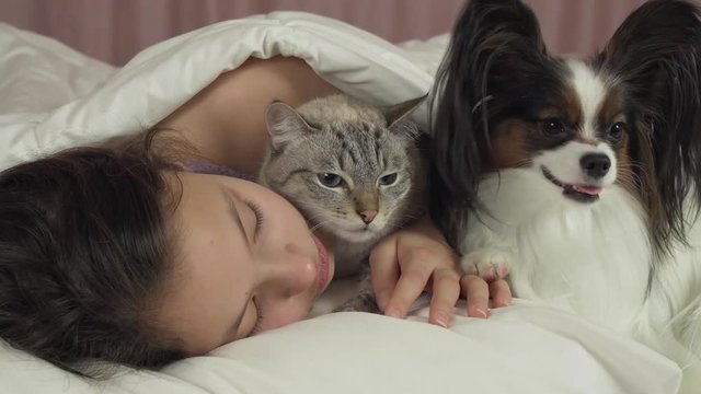 Happy teen girl communicates with dog Papillon and Thai cat in bed stock footage video