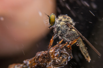 macro shot of a robber fly select eye focus, eye Insect