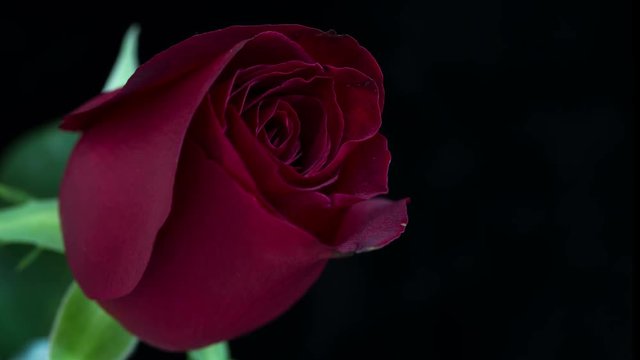 Red rose blooms, time lapse, 4k footage