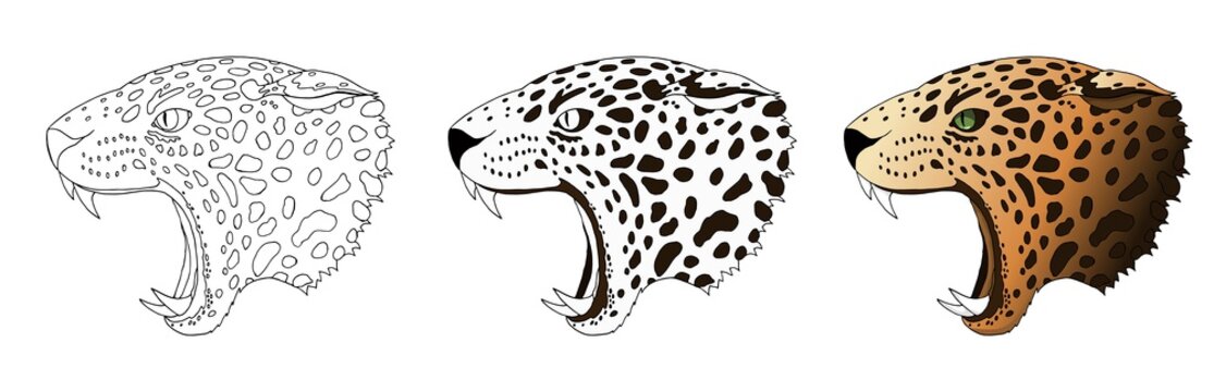 Vector angry leopard portrait. Jaguar predator head colored and doodle isolated