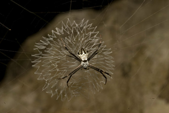 ara&ntilde;a reserva de la bi&ograve;sfera el cielo gomez far&igrave;as tamaulipas m&egrave;xico j