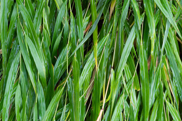 雨に濡れた笹の葉