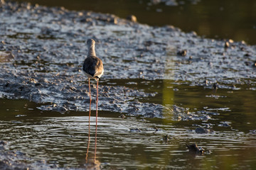 Black winged Stilt(Himantopus himantopus ) in water