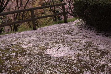 春の終わり