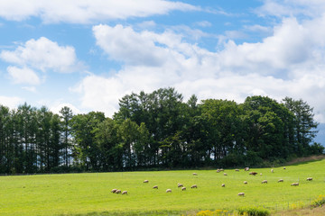 のんびりと草を喰む羊 / 夏の北海道 美瑛町の風景