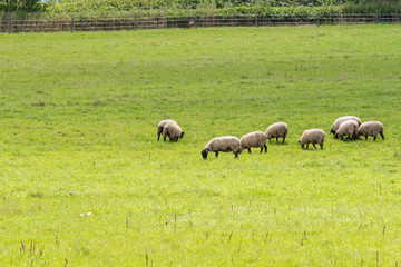 Obraz premium のんびりと草を喰む羊 / 夏の北海道 美瑛町の風景