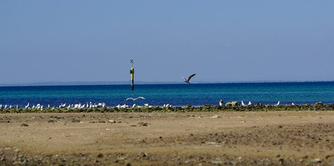 Obraz premium Seagull birds on beach