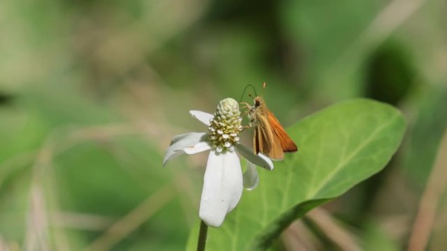 A bright orange skipper butterfly rest for a little while on a white yerba mansa flower before flying away again. 