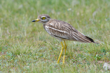 stone curlew on a steppe habitat