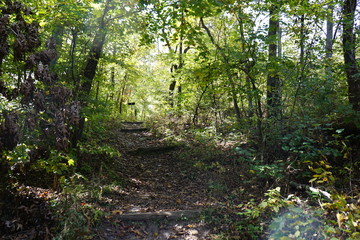 path in the forest
