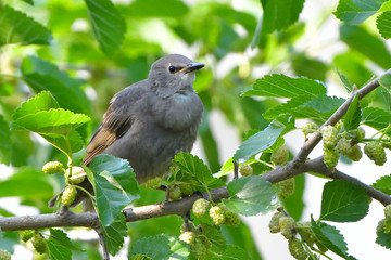 Starling chick, first summer