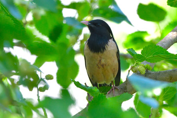 Rosy starling (pastor roseus)