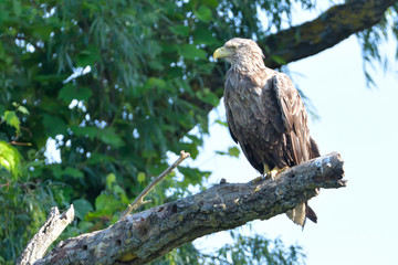 White Tailed Eagle on a branch