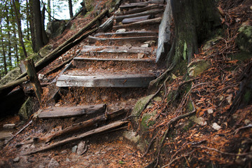 Steps in a forest 