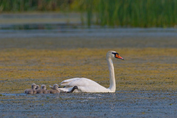 Mute Swan with goslings