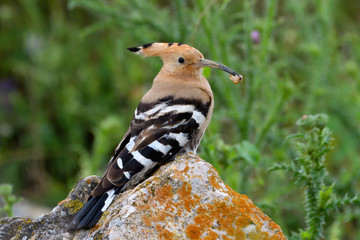 Hoopoe (Upupa epops) on a rock