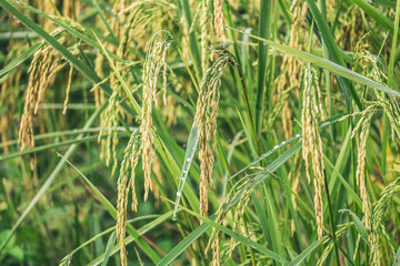 Fresh and Relax Rice Fields in the Morning After Rainning
