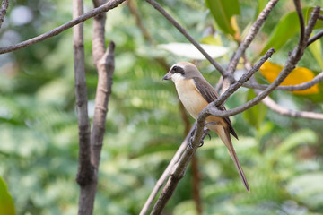 Brown shrike (luceonensis) The brown shrike is a bird in the shrike family that is found mainly in Asia. It is closely related to the red-backed shrike and isabelline shrike. The genus name, Lanius. 