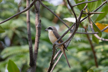 Brown shrike (luceonensis) The brown shrike is a bird in the shrike family that is found mainly in Asia. It is closely related to the red-backed shrike and isabelline shrike. The genus name, Lanius. 