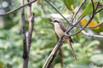 Obraz premium Brown shrike (luceonensis) The brown shrike is a bird in the shrike family that is found mainly in Asia. It is closely related to the red-backed shrike and isabelline shrike. The genus name, Lanius. 