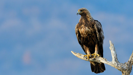 Golden Eagle on a Branch