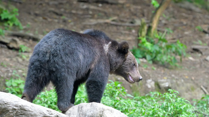 Wild Brown Bear from Carpathian Mountains