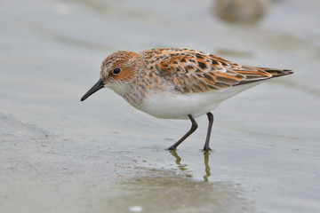 Little stint in shallow water