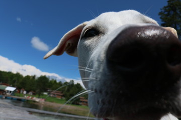 Obraz na płótnie Canvas Dog Close Up Nose