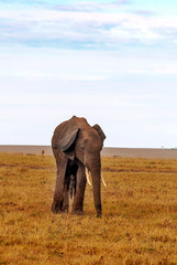 Elephants in the savannah of Kenya under a cloudy sky