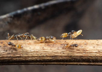 Macro Photo of Group of Tiny Ants Carrying Pupae and Running on Stick, Teamwork Concept