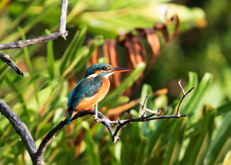 Common kingfisher (alcedo atthis) It also known as the Eurasian kingfisher, and river kingfisher, is a small kingfisher with seven subspecies recognized within its wide distribution.