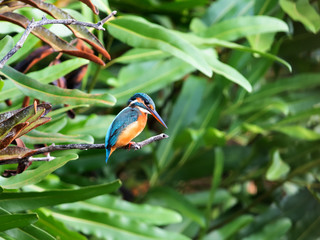Common kingfisher (alcedo atthis) It also known as the Eurasian kingfisher, and river kingfisher, is a small kingfisher with seven subspecies recognized within its wide distribution.