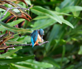 Common kingfisher (alcedo atthis) It also known as the Eurasian kingfisher, and river kingfisher, is a small kingfisher with seven subspecies recognized within its wide distribution.