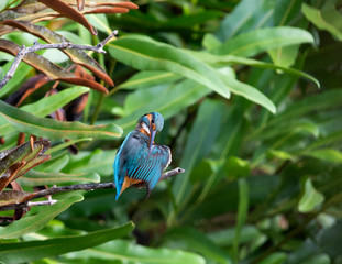 Common kingfisher (alcedo atthis) It also known as the Eurasian kingfisher, and river kingfisher, is a small kingfisher with seven subspecies recognized within its wide distribution.