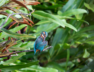 Common kingfisher (alcedo atthis) It also known as the Eurasian kingfisher, and river kingfisher, is a small kingfisher with seven subspecies recognized within its wide distribution.